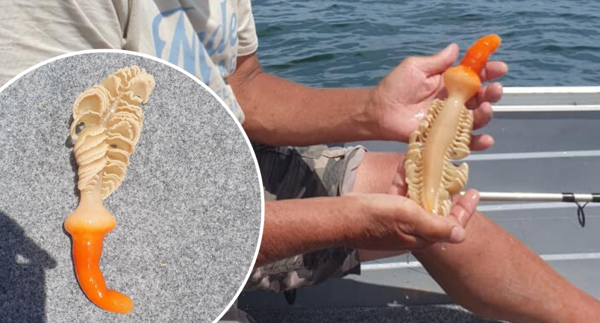 Aussie catches 'fascinating' species off the coast: 'What is this