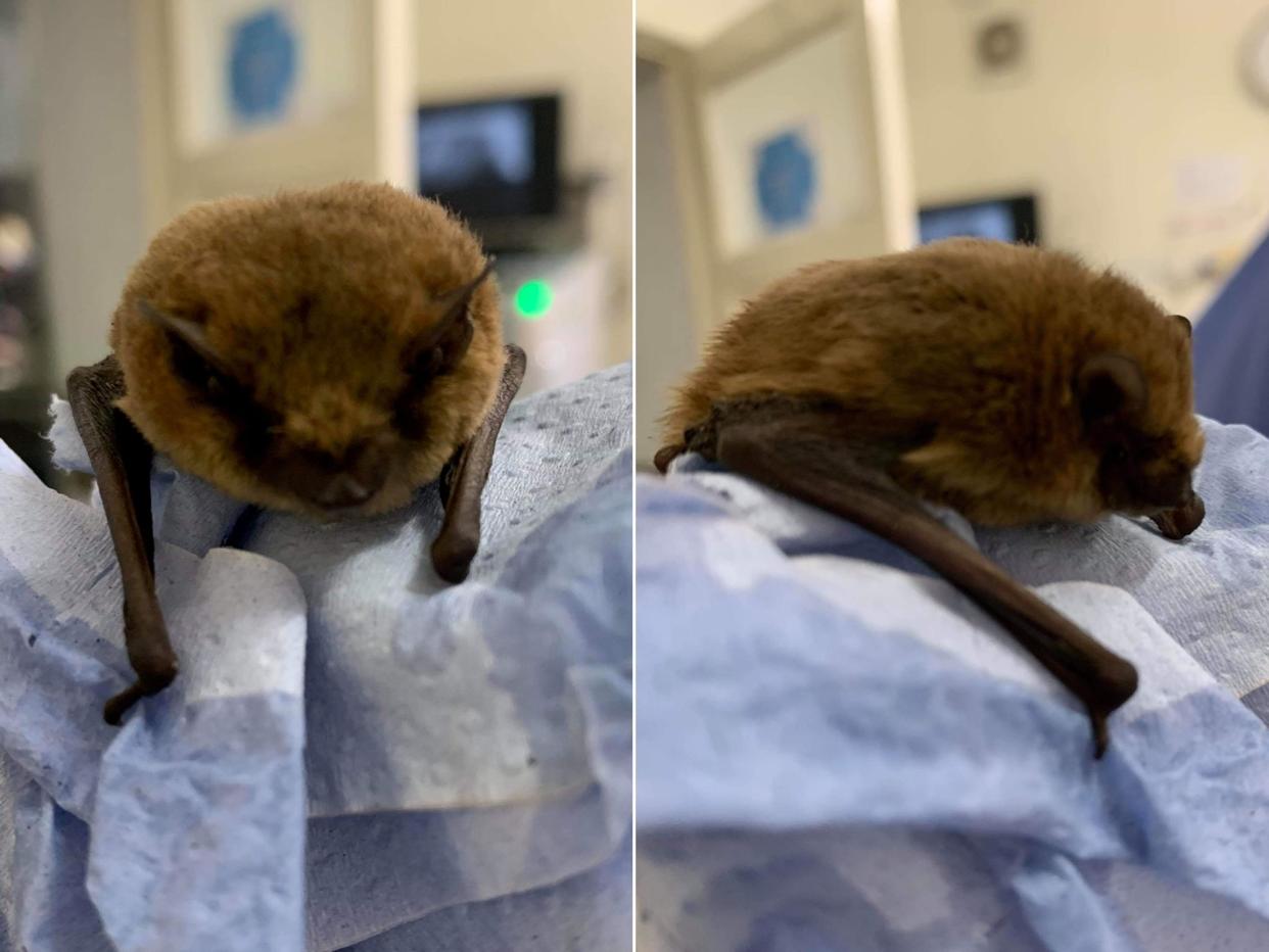 A bat has been found in a car boot of a vehicle that travelled to the UK from France: RSPCA/SWNS