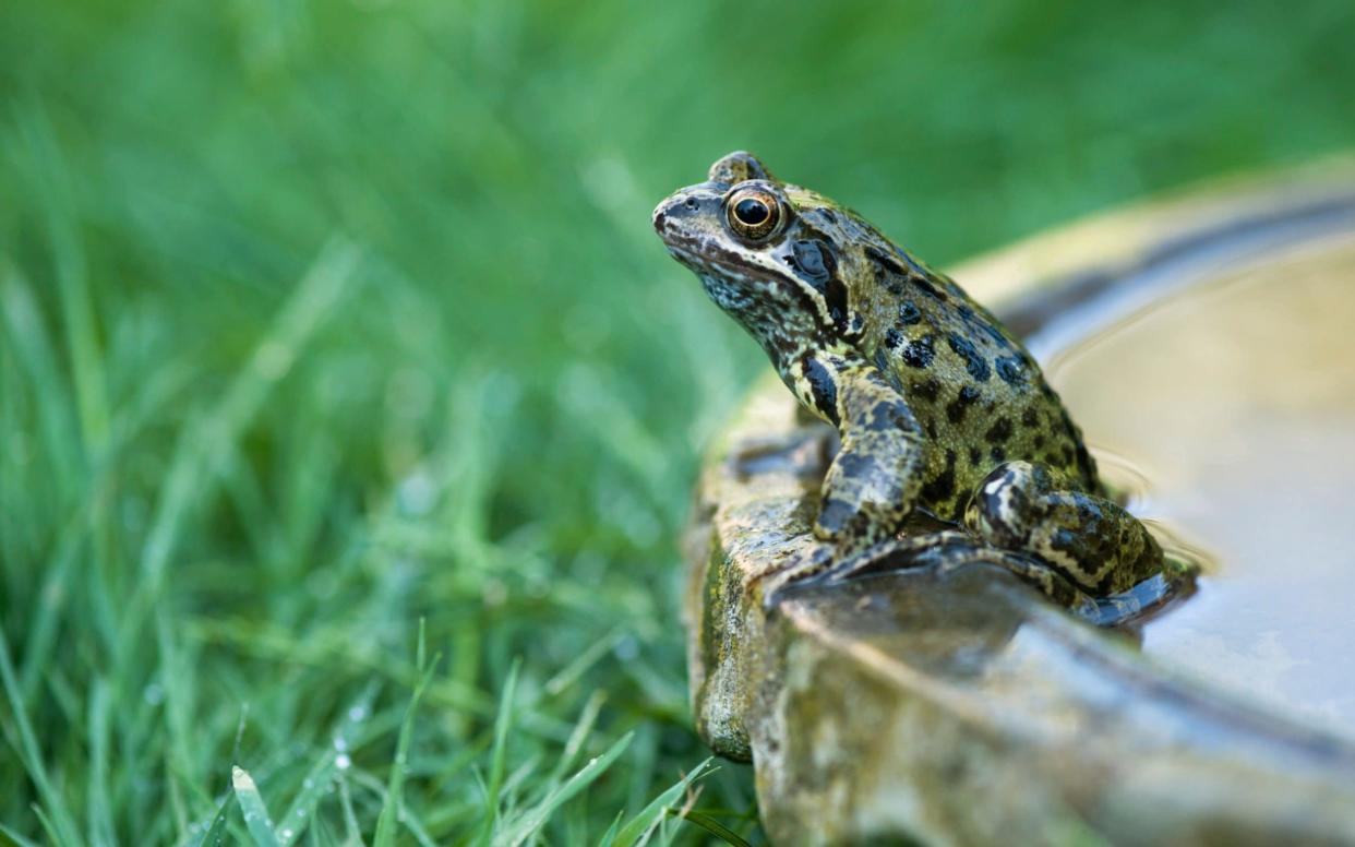 Common garden frog ''Rana temporaria'' -  Tim Gainey