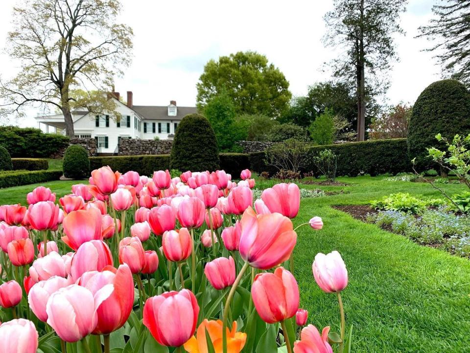 a field of pink tulips