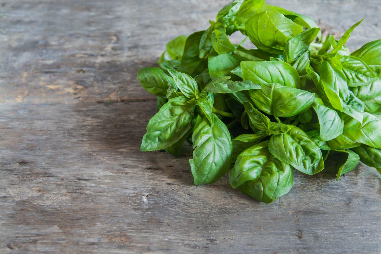 A batch of freshly cut basil herb, on the right side, on a rustic wooden grey table