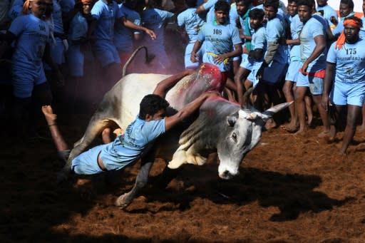 On the opening day of the bull-taming festival in India's Madurai city, more than 20 men were injured