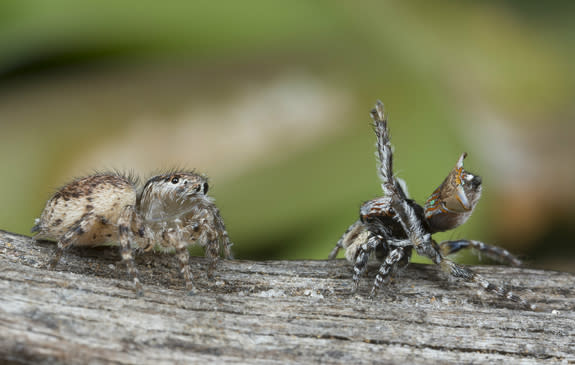 Dinner and a Show: Peacock Jumping Spider