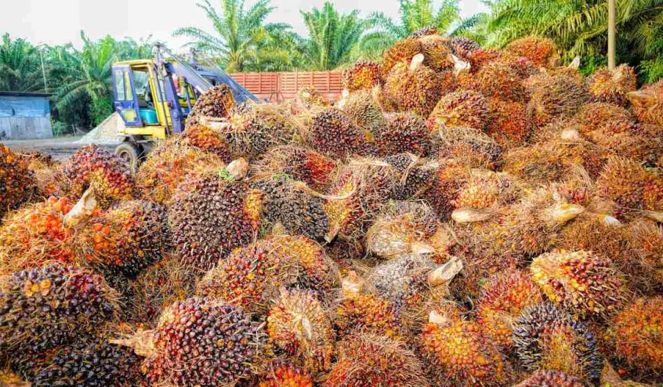 Producción de aceite de palma cae en primero meses de 2024. Imagen: Tomada de Pixabay