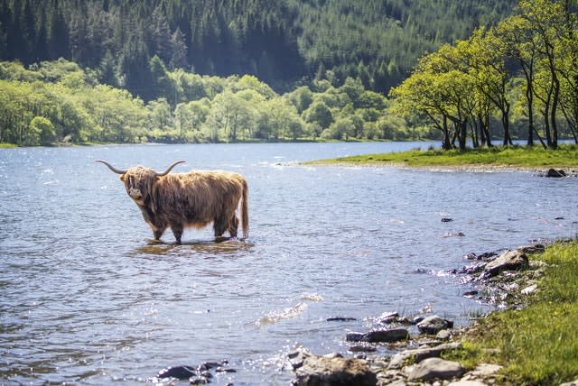 A Highland cow cools off in the waters of Loch Lubnaig (Jane Barlow/PA)