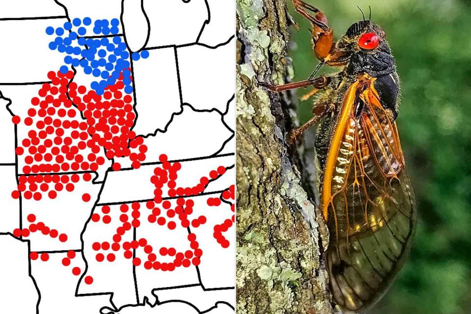<p>Gene Kritsky, Mount St. Joseph University</p> A map of the estimated emergence areas for cicada Brood XIII and Brood XIX (left) and a photo of a periodical cicada (right)