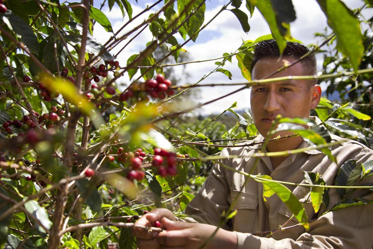 Ex-guerrillas are being given opportunities to retrain in coffee: illycaffè/Pablo Molano