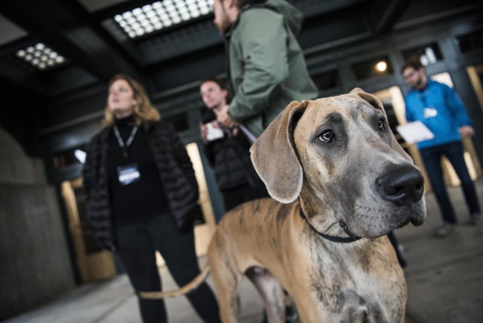 Augustus the dog visits the Listen To America tents.