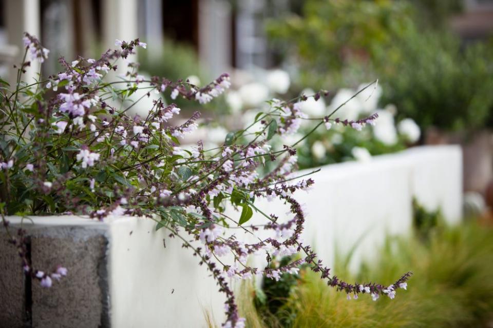 raised stucco garden bed with trailing plants