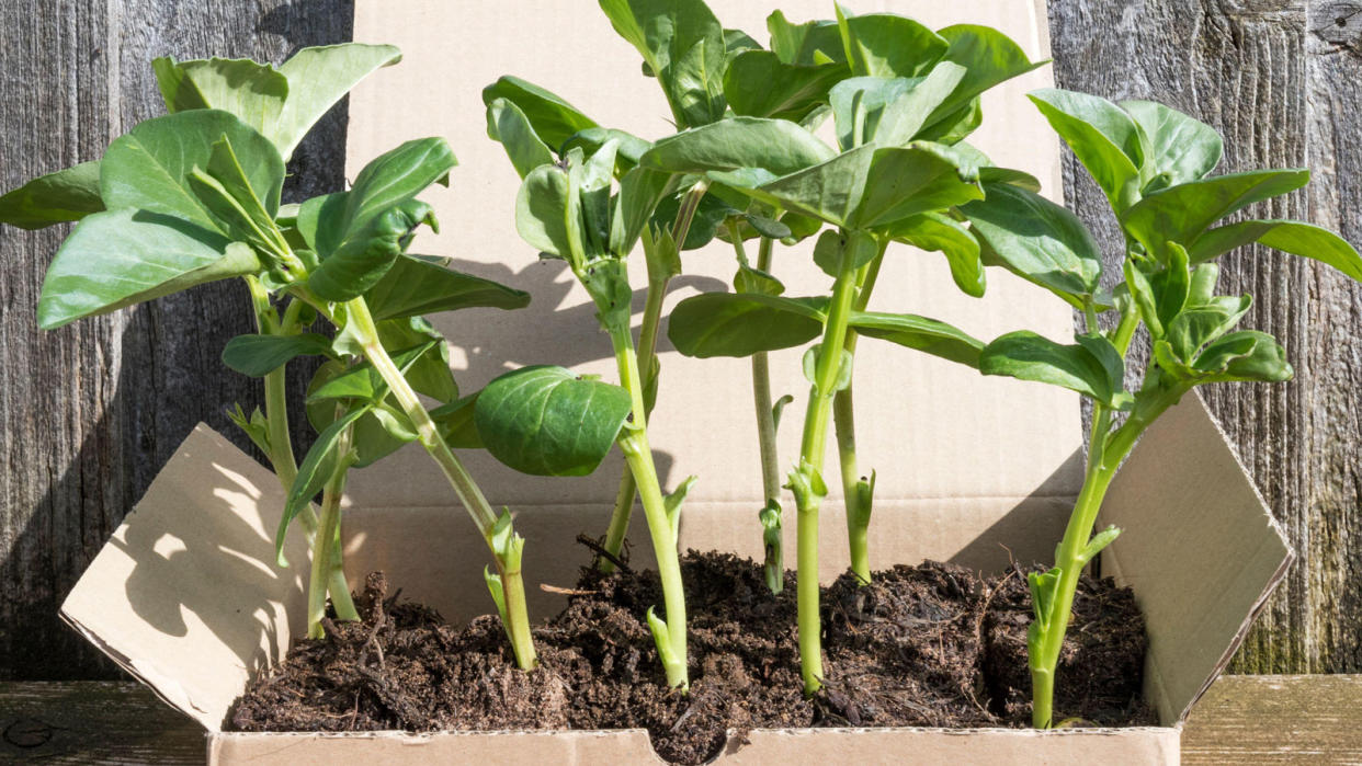  Broad bean plants in cardboard box . 