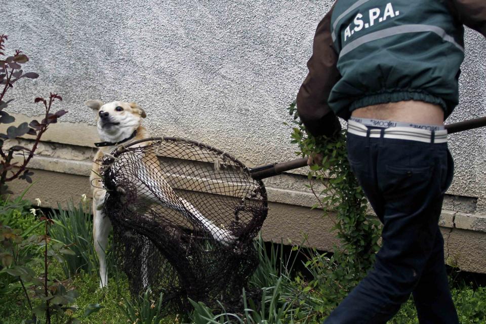 A stray dog tries to escape from a dog catcher on a street in Bucharest April 3, 2014. Some 60,000 strays roam Bucharest. Last year, a four-year-old boy died after he was mauled by a stray beside a Bucharest park. Street protests demanded something be done about the dogs. The authorities began enforcing the euthanasia rules, which enable city halls to put down dogs caught in public spaces if they are not adopted within two weeks. Picture taken April 3, 2014. REUTERS/Bogdan Cristel (ROMANIA - Tags: ANIMALS SOCIETY)