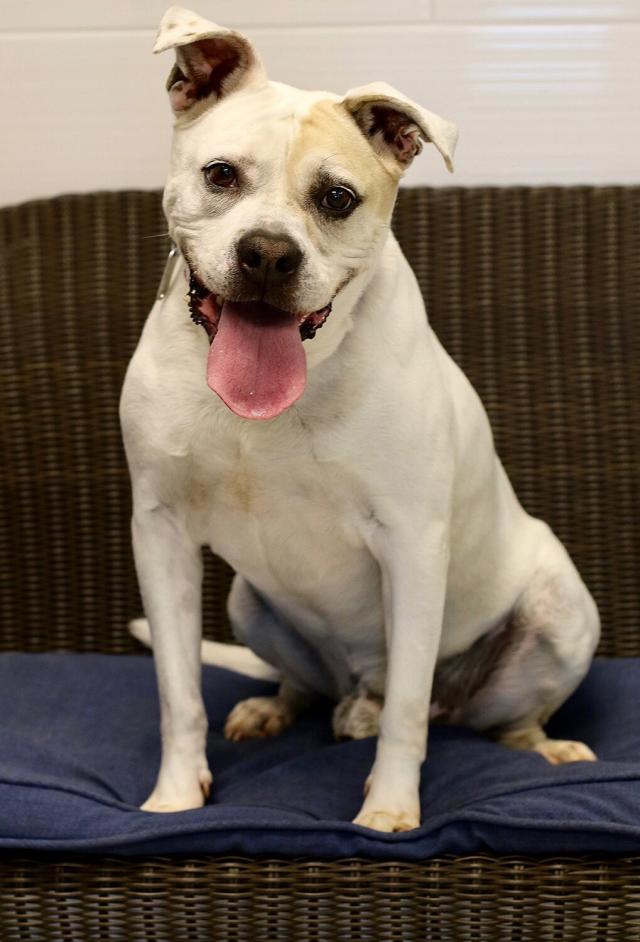 Shelter Dog Named 'Jake From State Farm' Gets Adopted