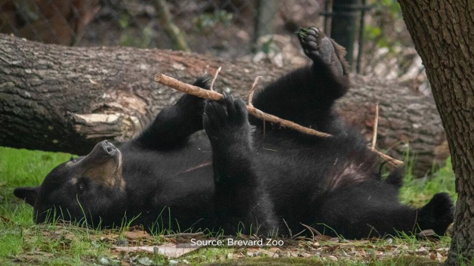 The zoo is hoping to raise $25,000 to cover the cost of diets, enrichment, toys and more for the three bears, Cheyenne, Brody and Betty.