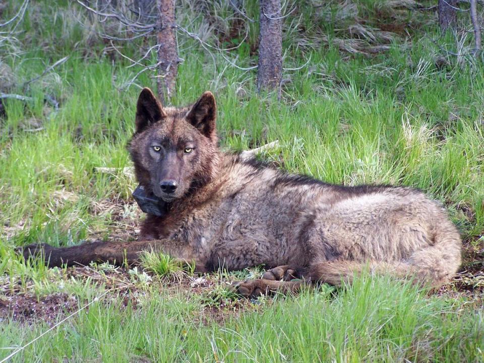 OR25, a male gray wolf formerly of eastern Oregon’s Imnaha Pack, lays in a meadow after being radio-collared by Oregon wildlife officials on May 20, 2014. In 2016, OR25 wandered into Modoc County. He’s one of about 40 wolves that have been born, passed through or settled in Northeastern California.