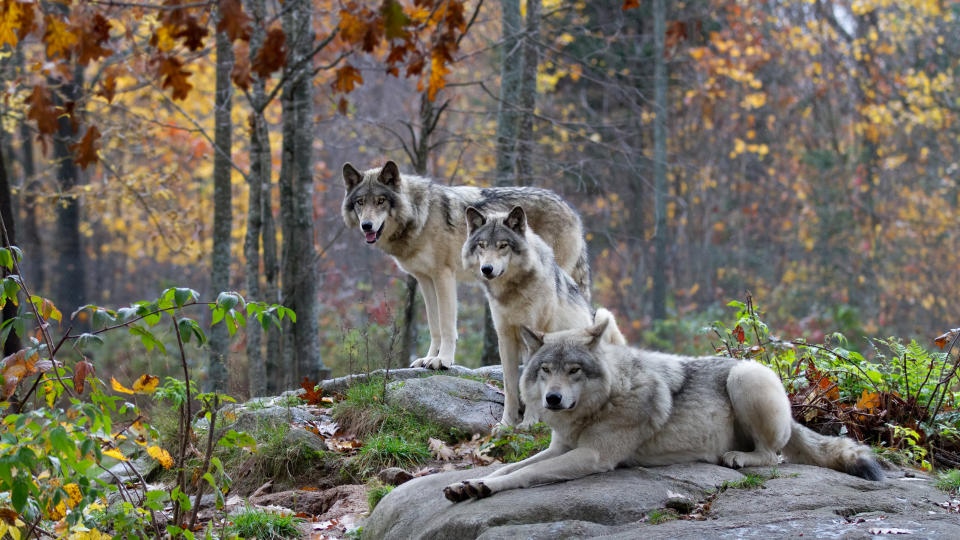 wolves