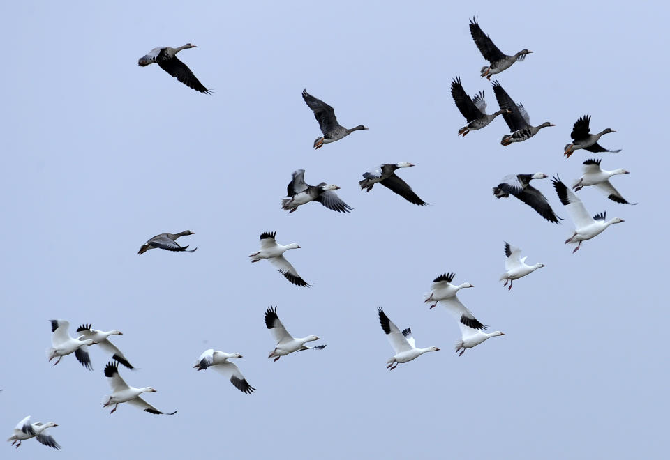 FILE - In this Feb. 15, 2012, file photo, a flock of geese fly over Mad Island, Texas, during an annual Christmas Bird Count. It's been 120 years since New York ornithologist Frank Chapman launched his Christmas Bird Count as a bold new alternative to what had been a longtime Christmas tradition of hunting birds. And the annual count continues, stronger and more important than ever. (AP Photo/Pat Sullivan, File)