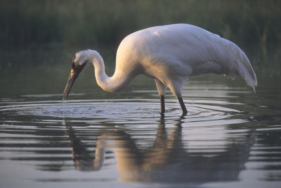 7) Whooping Cranes