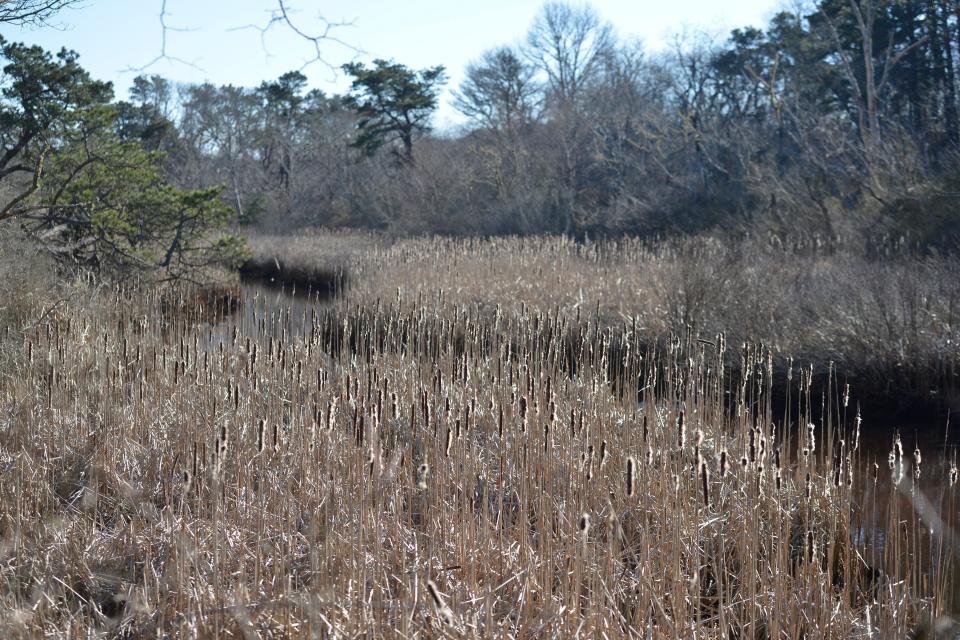 Cattails catch the afternoon light along the Herring River in Wellfleet, off High Toss Bridge Road, in a photo from February.