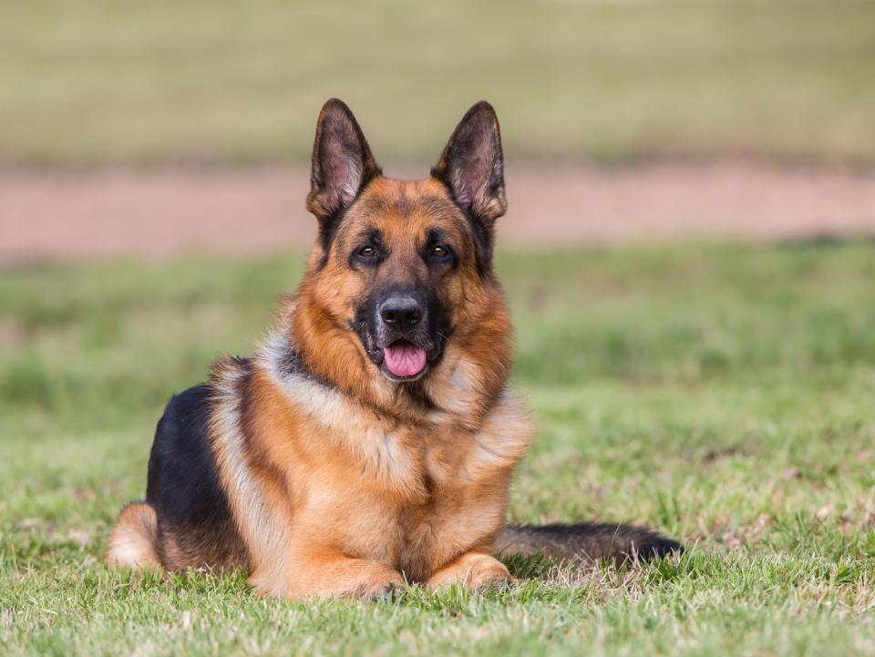 10) German Shepherd