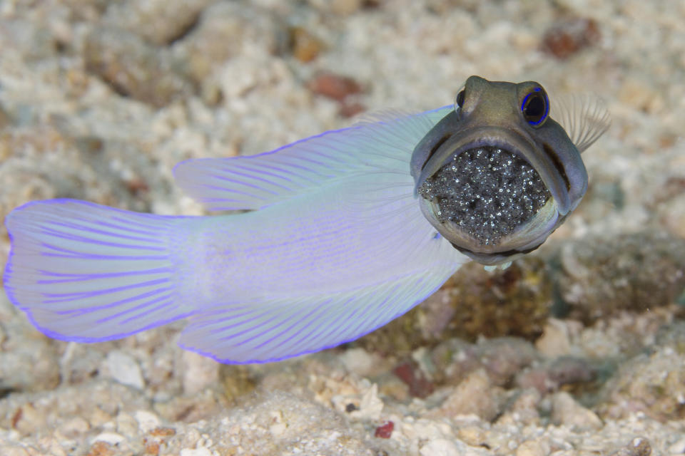 Yellowhead jawfish protects fertilized eggs