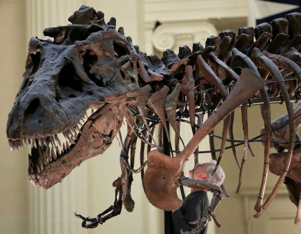Tyrannosaurus rex fossil, “SUE,” at the Field Museum in Chicago, Ill.