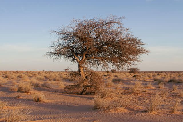 <p>Gregory Breton</p> The landscape of the Saharan Desert. Morocco, 2019