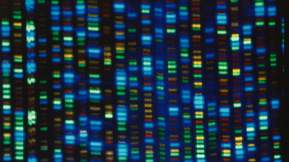 Die Kartierung des menschlichen Genoms hatte enorme Auswirkungen auf die Biologie und andere Bereiche. Die Ausgabe eines DNA-Sequenzierers ist in diesem undatierten Bild des National Human Genome Research Institute zu sehen. - NHGRI/AP/Datei