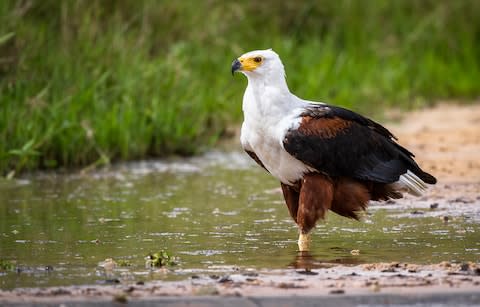 Fish eagles - Credit: Getty