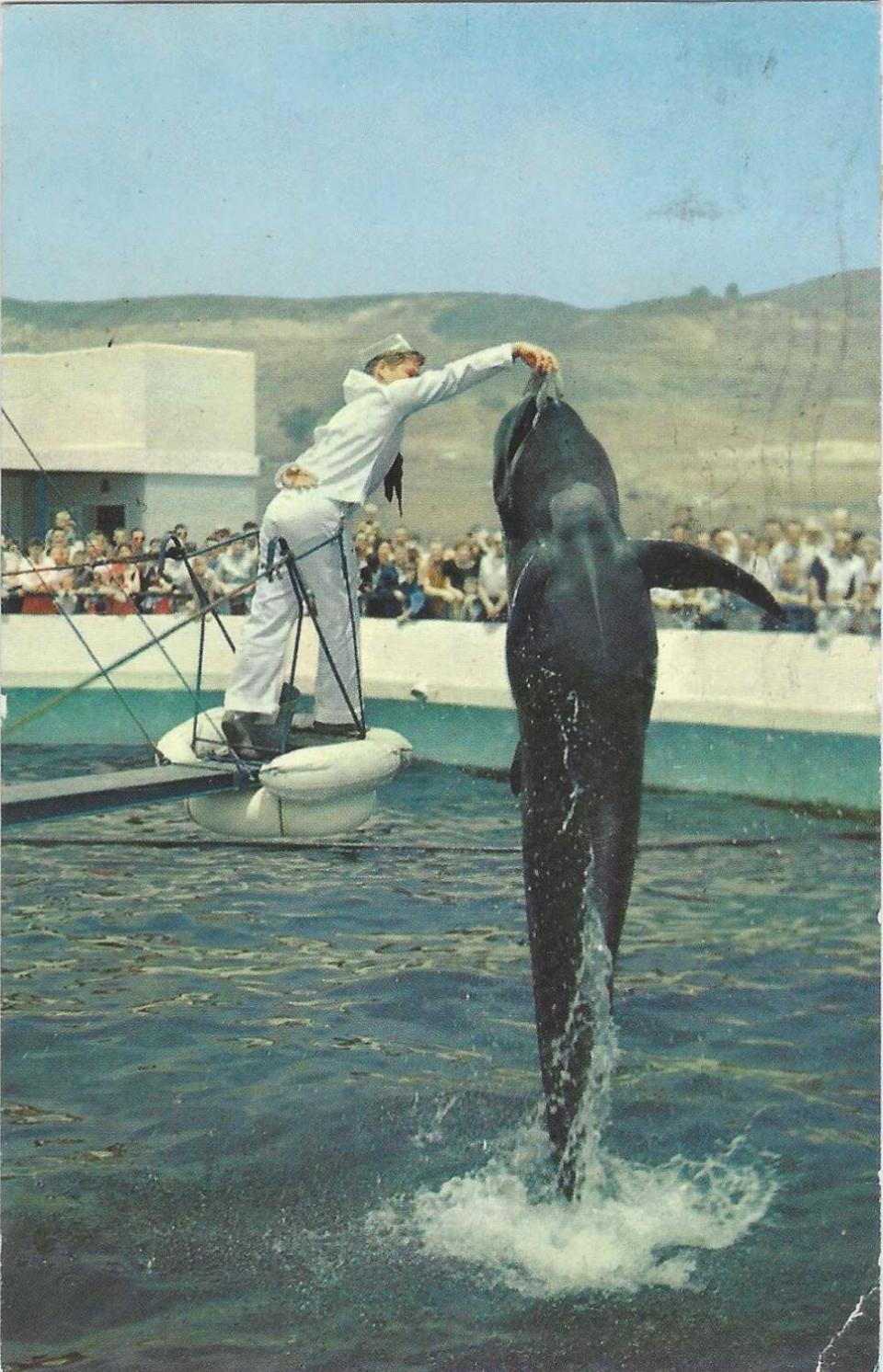 A man in a sailor outfit holds out food for a whale leaping from a tank