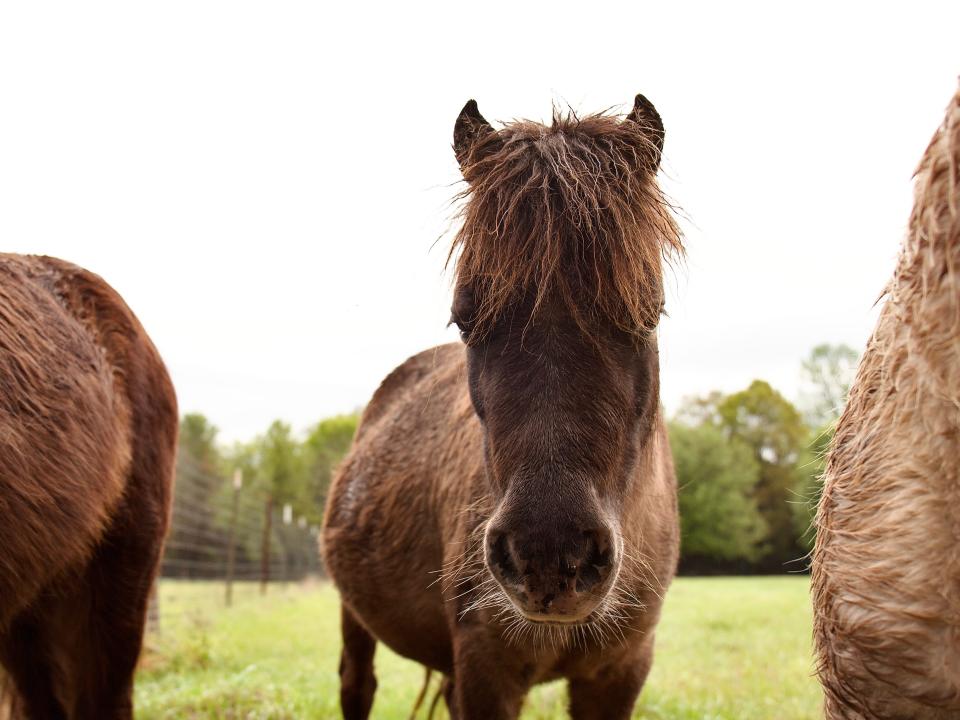 Shot of a  brown pony flanked by two others