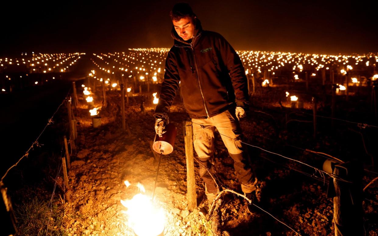 A wine grower lights heaters early in the morning, to protect vineyards from frost damage outside Chablis, France - PASCAL ROSSIGNOL /REUTERS