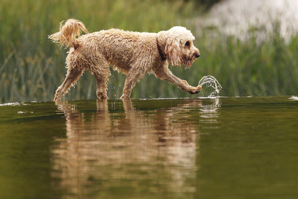 A dog walks by Warleigh Weir on the Kennet and Avon canal, near Bath, England, Monday June 13, 2022. (Ben Birchall/PA via AP)