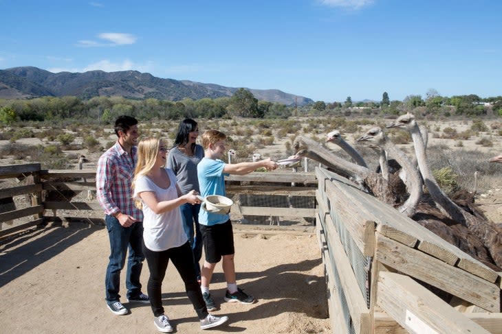 Feeding the ostrichs at OstrichLand in Buellton