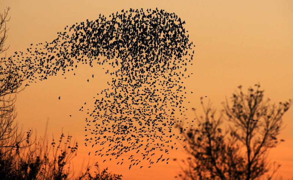 murmuration, birds,