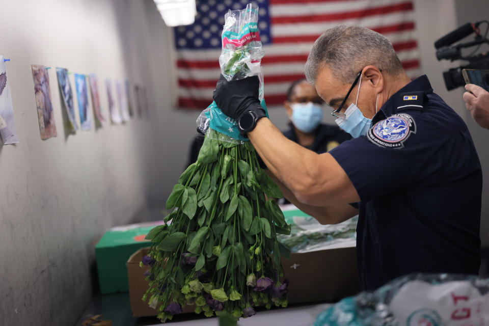 El especialista en agricultura de la Oficina de Aduanas y Protección de Fronteras de EE.UU. (CBP) Ricardo De Jesus agita flores mientras las inspecciona antes del Día de San Valentín en el aeropuerto JFK el 07 de febrero de 2023 en la ciudad de Nueva York.  (Foto de Michael M. Santiago/Getty Images)