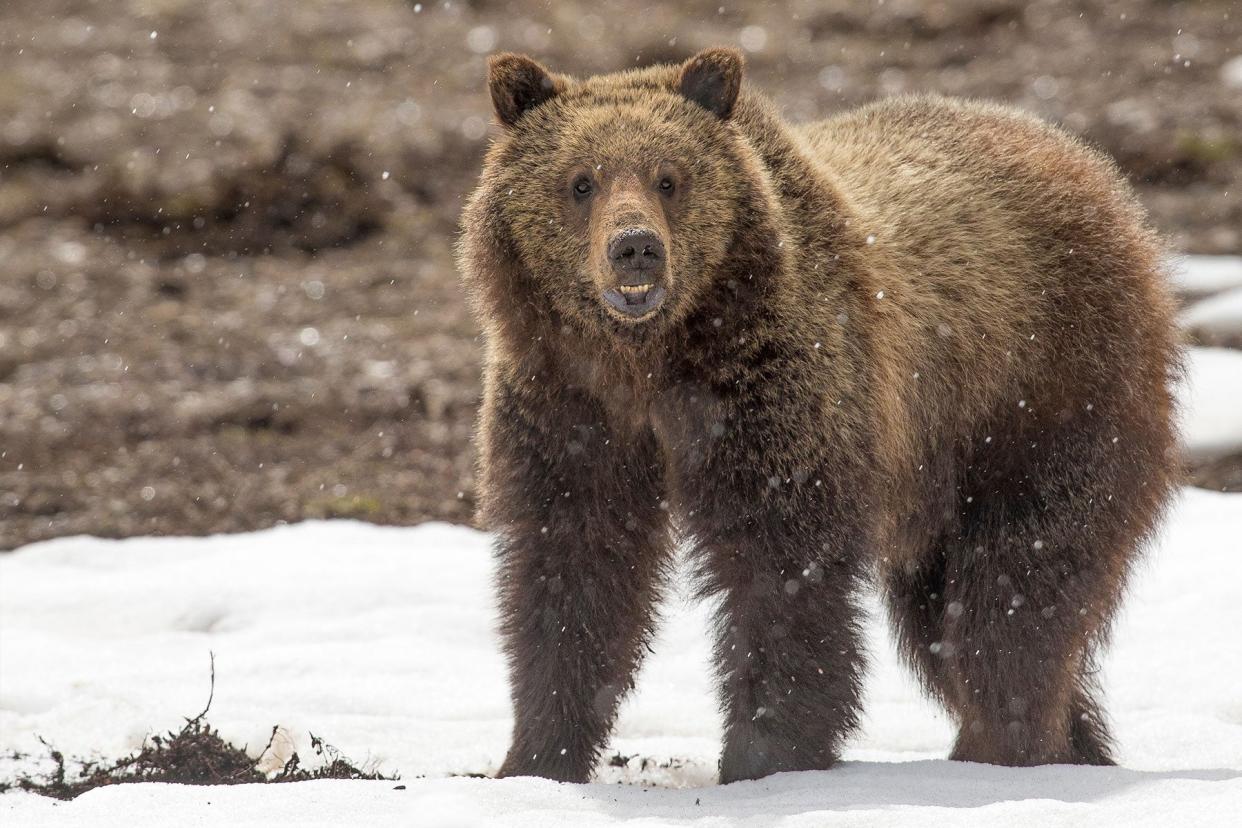 A grizzly bear in the snow.