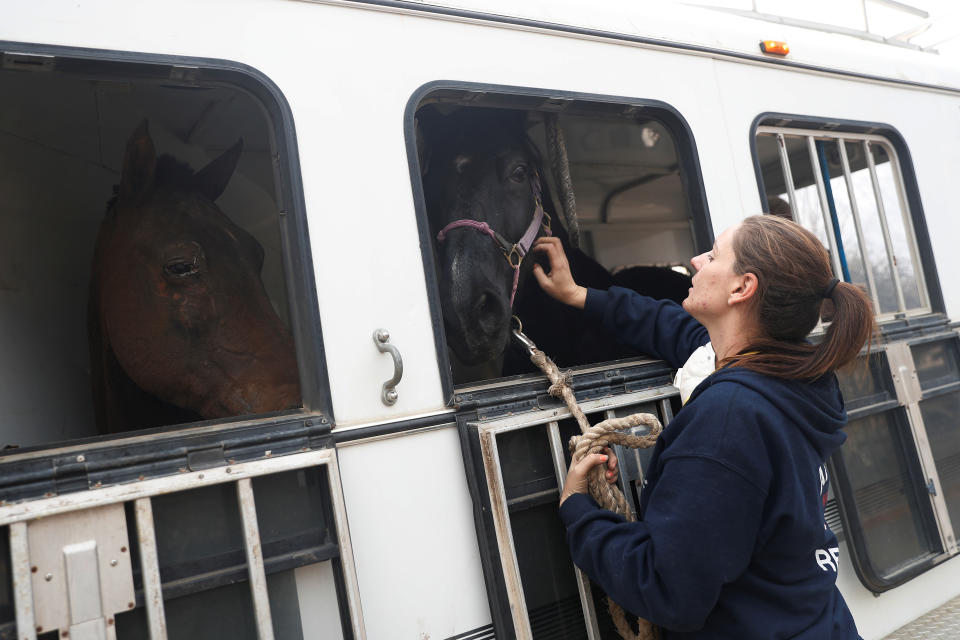 <p>Ashley Nevis with the North Valley Animal Disaster Group tends to a rescued horse during the Camp Fire in Paradise, Calif., Nov. 9, 2018. (Photo: Stephen Lam/Reuters) </p>