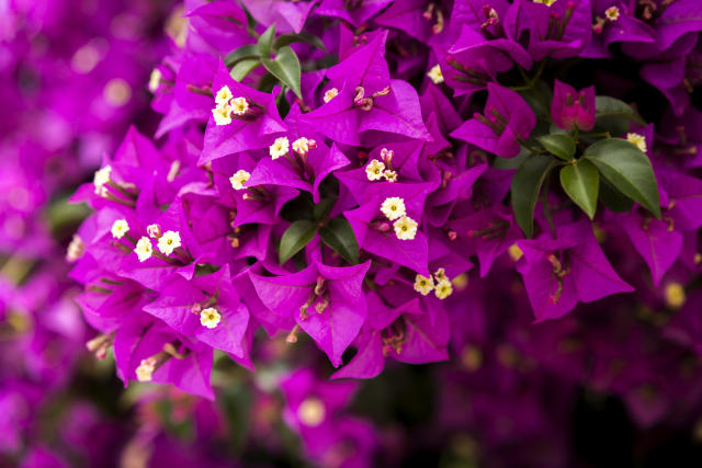 Las flores que ofrecen beneficios a nuestra salud y belleza