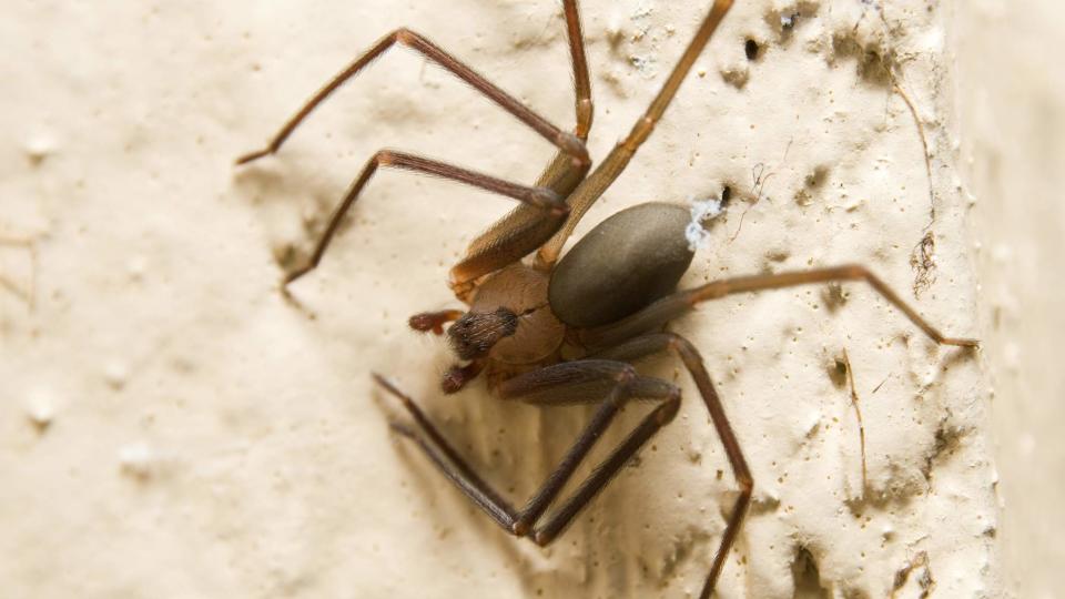 Man's Leg Ravaged By Flesh-Eating Spider Bite