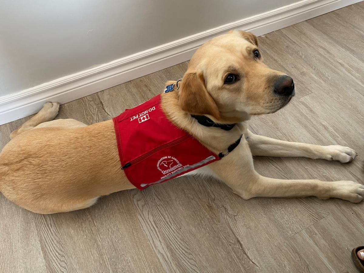 Service dog brings comfort to Cape Breton shelter