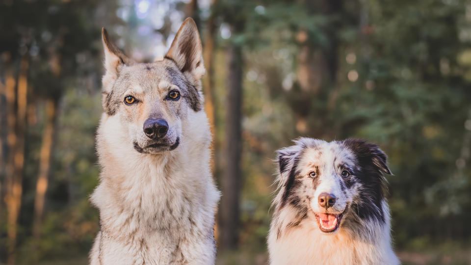 Two dogs - the shetland sheepdog and the czechoslovakian wolf dog sitting in the forest.