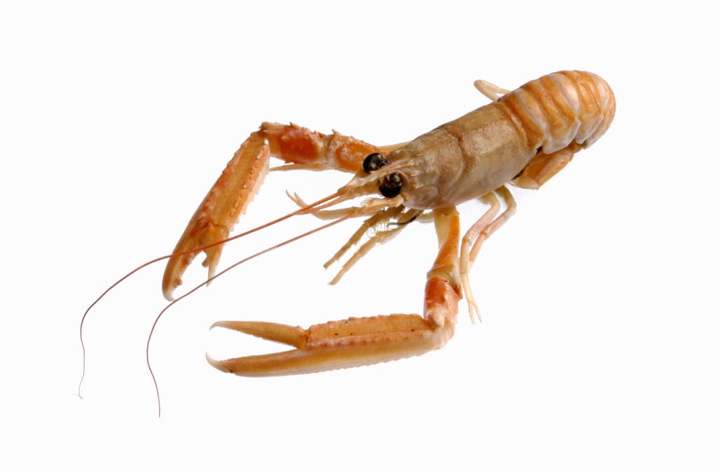 Scampi against white background