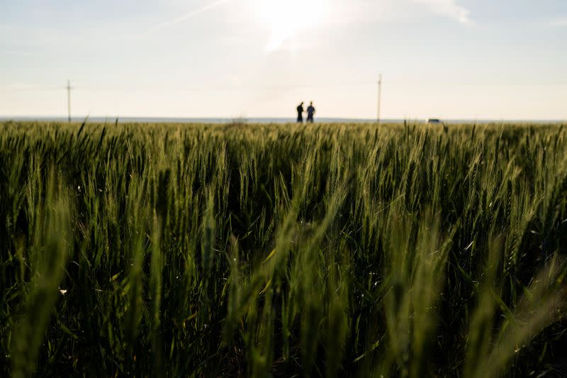 Crop scouts survey a wheat field near Colby, Kansas