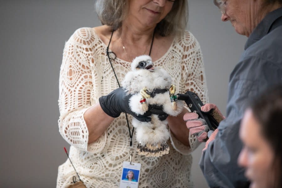 Patti Barber, Endangered Bird Specialist with PGC, leads the team in bringing the peregrine falcon nestlings in from the 15th floor ledge of the Rachel Carson State Office Building. Barber weighs them, inspects their health, and puts light metal bands around their legs for identification. This year there are five nestlings that will be banded. Since 2002, a total of 87 eggs have hatched, making the Rachel Carson State Office Building nest site the longest, continuously successful nest site in the Commonwealth.