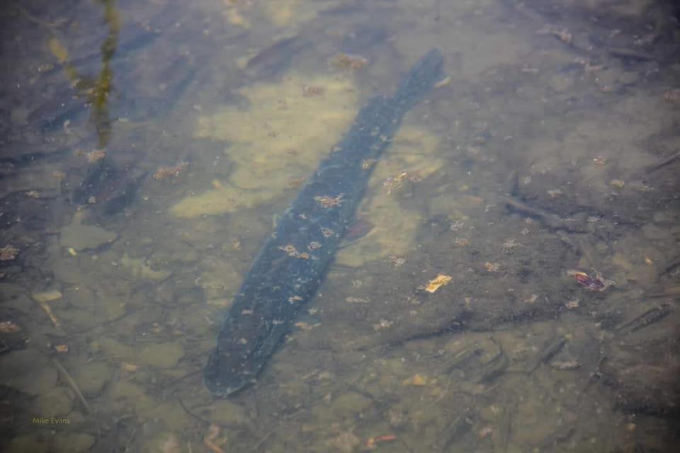 A fish swims in Windsor's Grand Marais Drain.