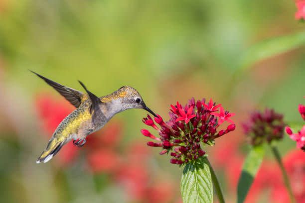 The 10 Best Flowers and Vegetables to Plant in July