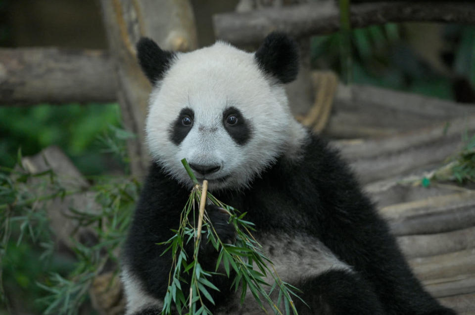 <div class="inline-image__caption"><p>A female giant panda cub named Sheng Yi at the National Zoo in Kuala Lumpur.</p></div> <div class="inline-image__credit">NurPhoto</div>