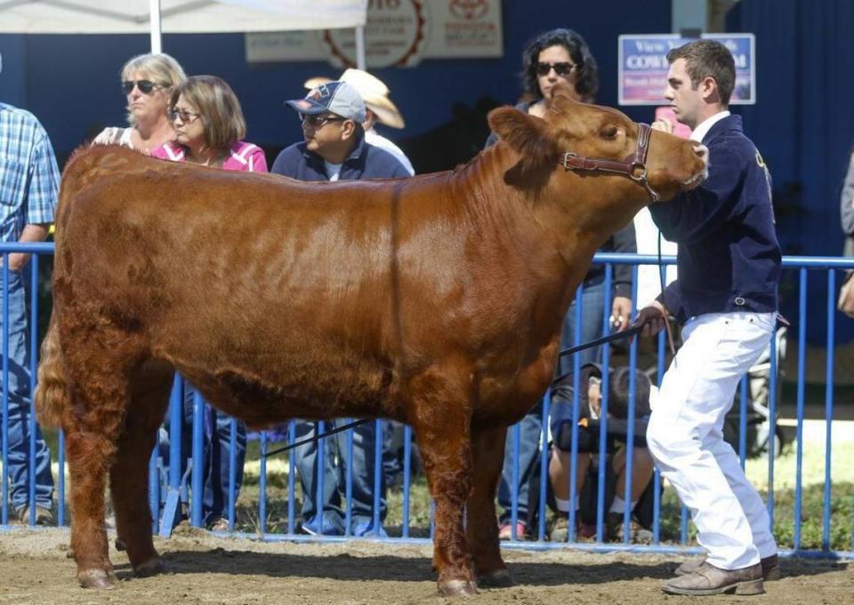 Nipomo FFA member Trevor Autry shows Hank, a Red Angus, in the market steer category at the Santa Barbara County Fair in 2016. A Nipomo girl accused of cheating in the fair’s Junior Livestock Auction is suing the California Department of Food and Agriculture, the 37th District Agricultural Association, the Santa Barbara Fairpark Foundation and others.