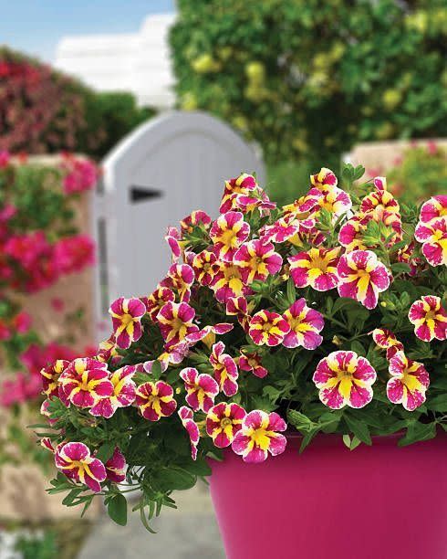 yellow and pink striped flowers of calibrachoa candy bouquet by westhoff in hot pink pot, white garden gate in background