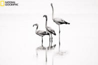 I was in a saltpan near the sea, among reeds and mud. Flamingos were walking disorderly, then arranged themselves one after the other, from the smallest to the biggest, turning gradually their heads. So I pressed the shutter button. (Photo and caption courtesy Susanna Di Stefano/National Geographic Your Shot) <br> <a href="http://ngm.nationalgeographic.com/your-shot/your-shot" rel="nofollow noopener" target="_blank" data-ylk="slk:Click here to see more from National Geographic Your Shot.;elm:context_link;itc:0;sec:content-canvas" class="link ">Click here to see more from National Geographic Your Shot.</a>